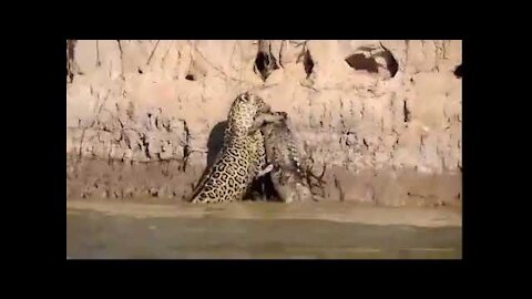 It happened in the Pantanal: Jaguar scales ravine with alligator in his mouth