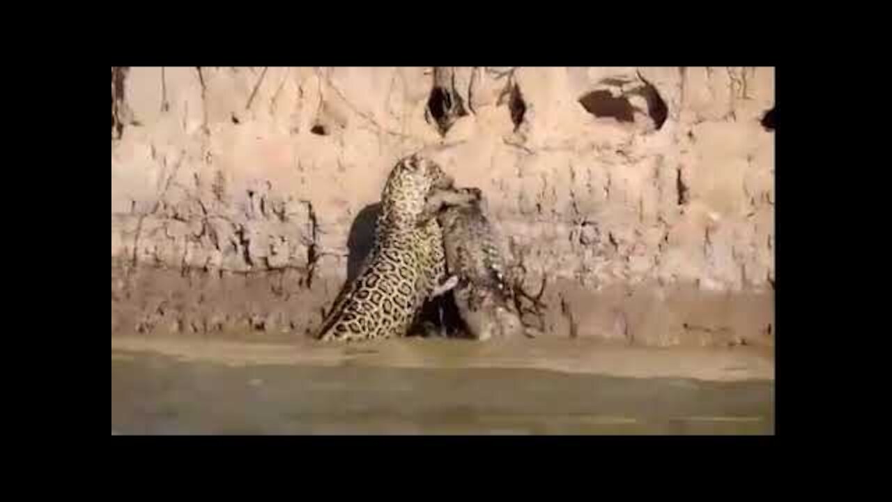 It happened in the Pantanal: Jaguar scales ravine with alligator in his mouth