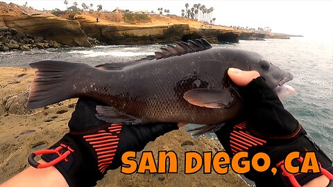 Sheephead From The Cliffs ᐠ( ᐛ )ᐟ! San Diego, CA