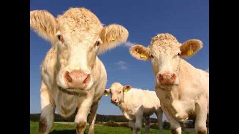 Young woman puts on dance show for cows