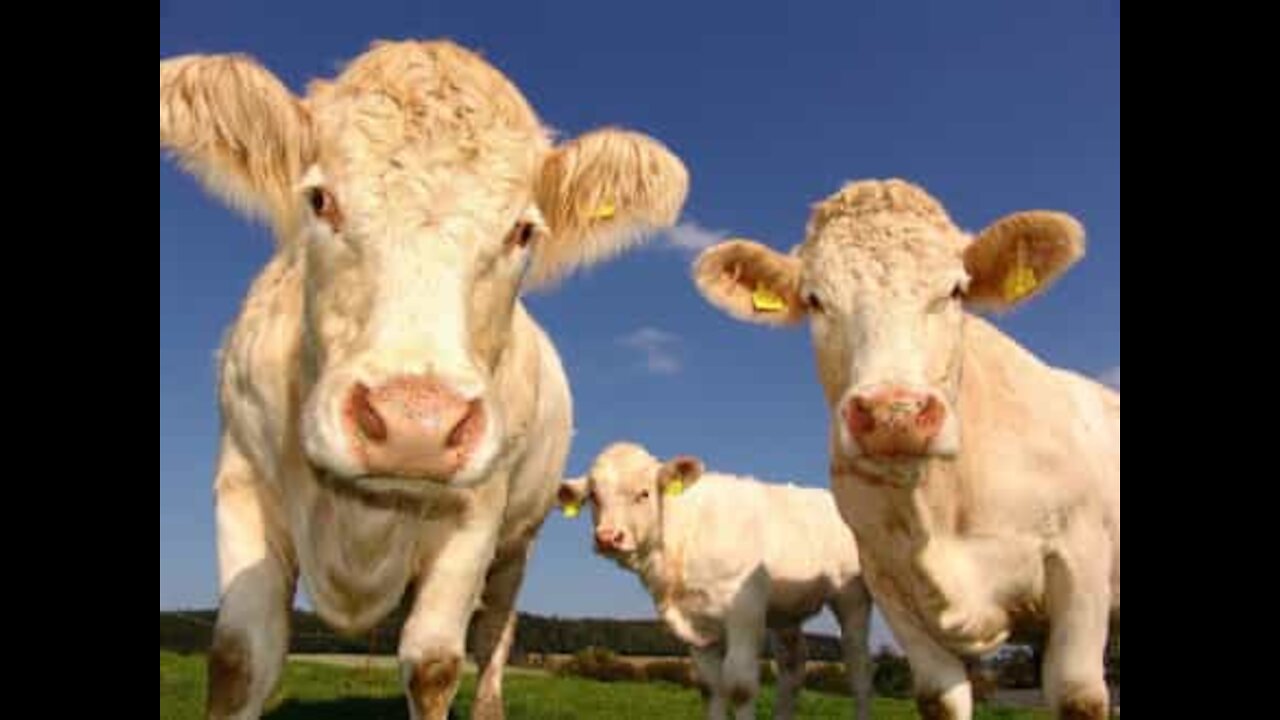 Young woman puts on dance show for cows