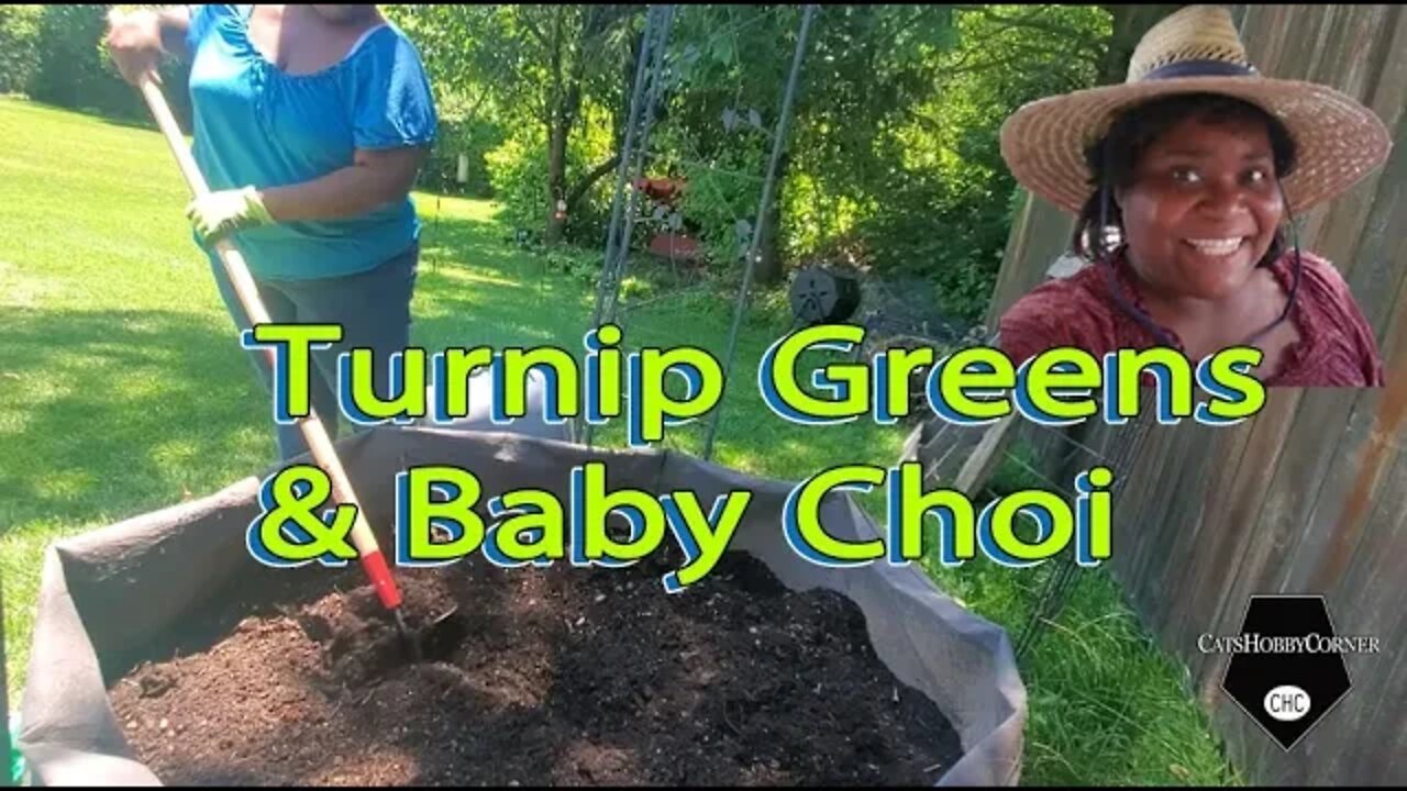 Turnip Greens and Baby Choi - 29Jun2022