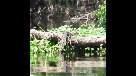 Seminole State Forest Kayaking