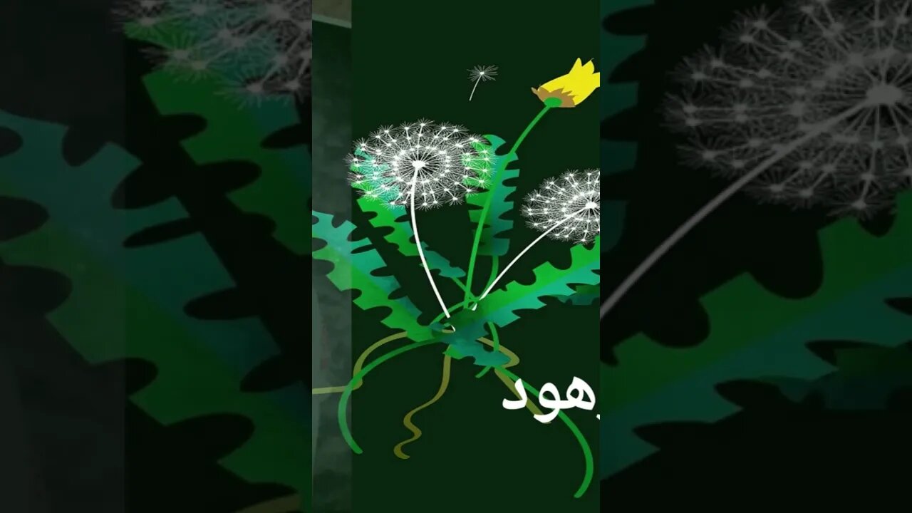 روعة تلاوة