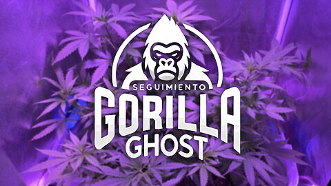 🌱 Semanas 5 y 6: Progreso y Cuidados de mis Plantas Vegetativo | Seguimiento Gorilla Ghost #4 🚀