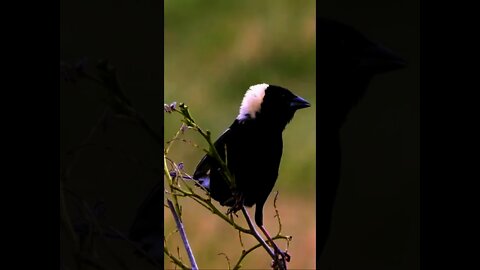 Um pássaro incrivelmente bonito com um canto único