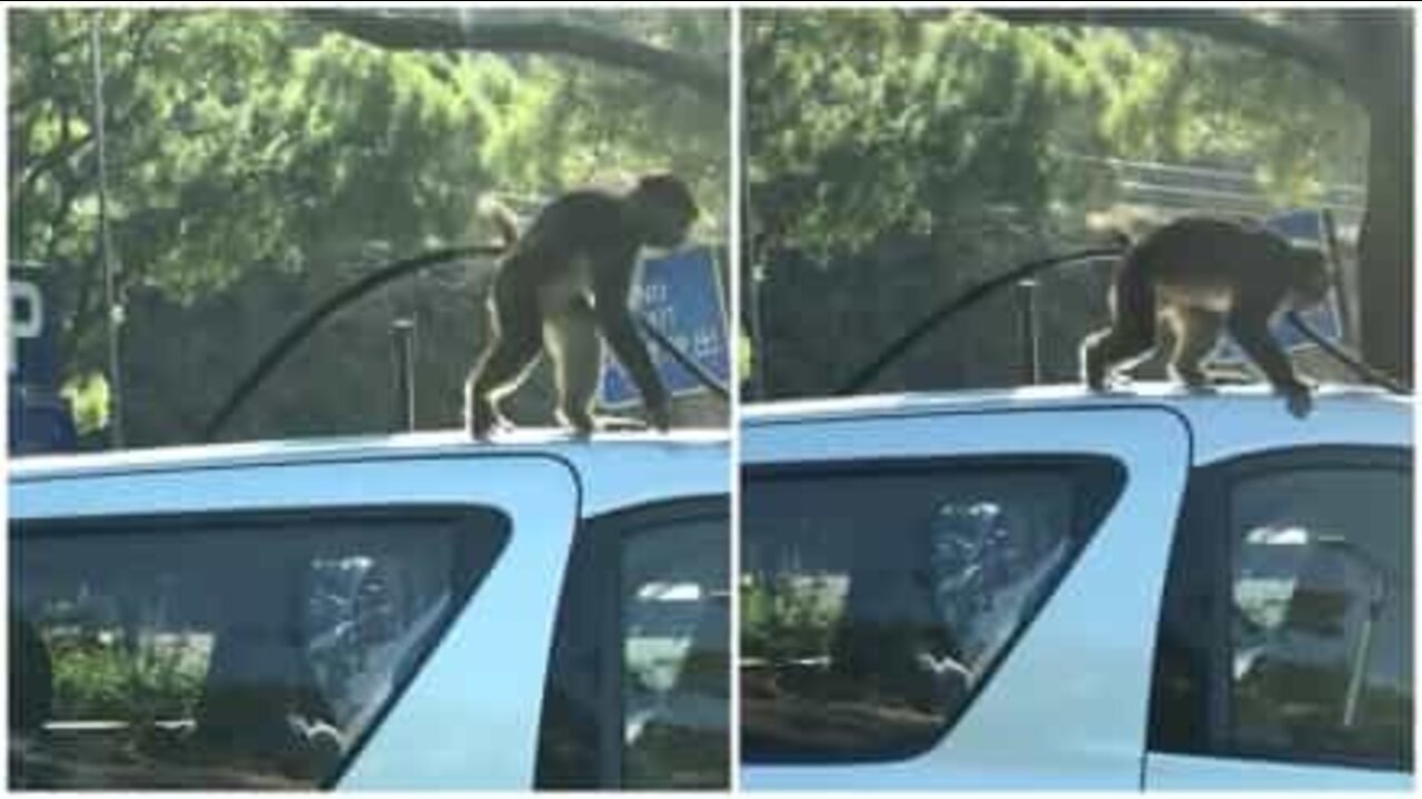 Ce petit singe veut devenir mécano!