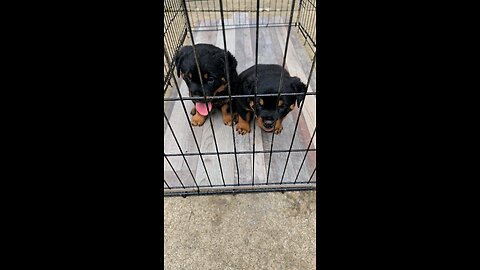 LIVE WITH PUPS