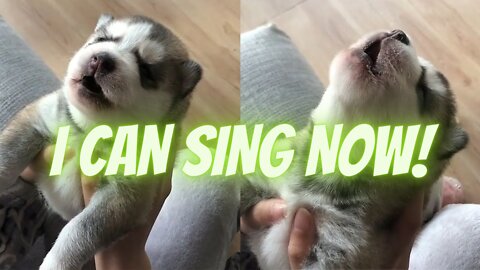 Cute Puppies Howling For the First Time