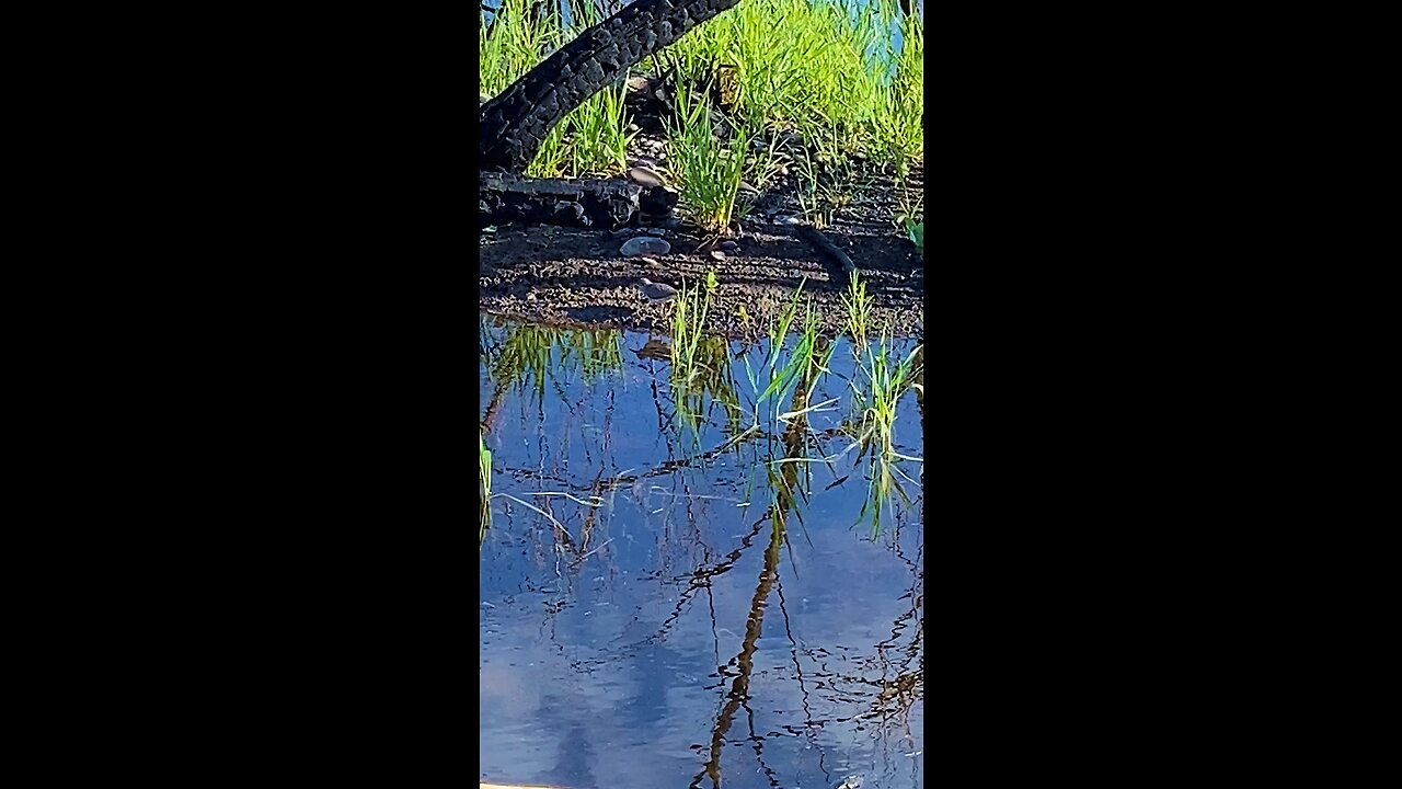 Bouncy Little Water Bird