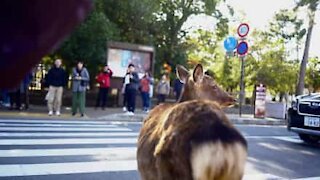 Bien élevé, ce cerf attend le feu vert pour traverser