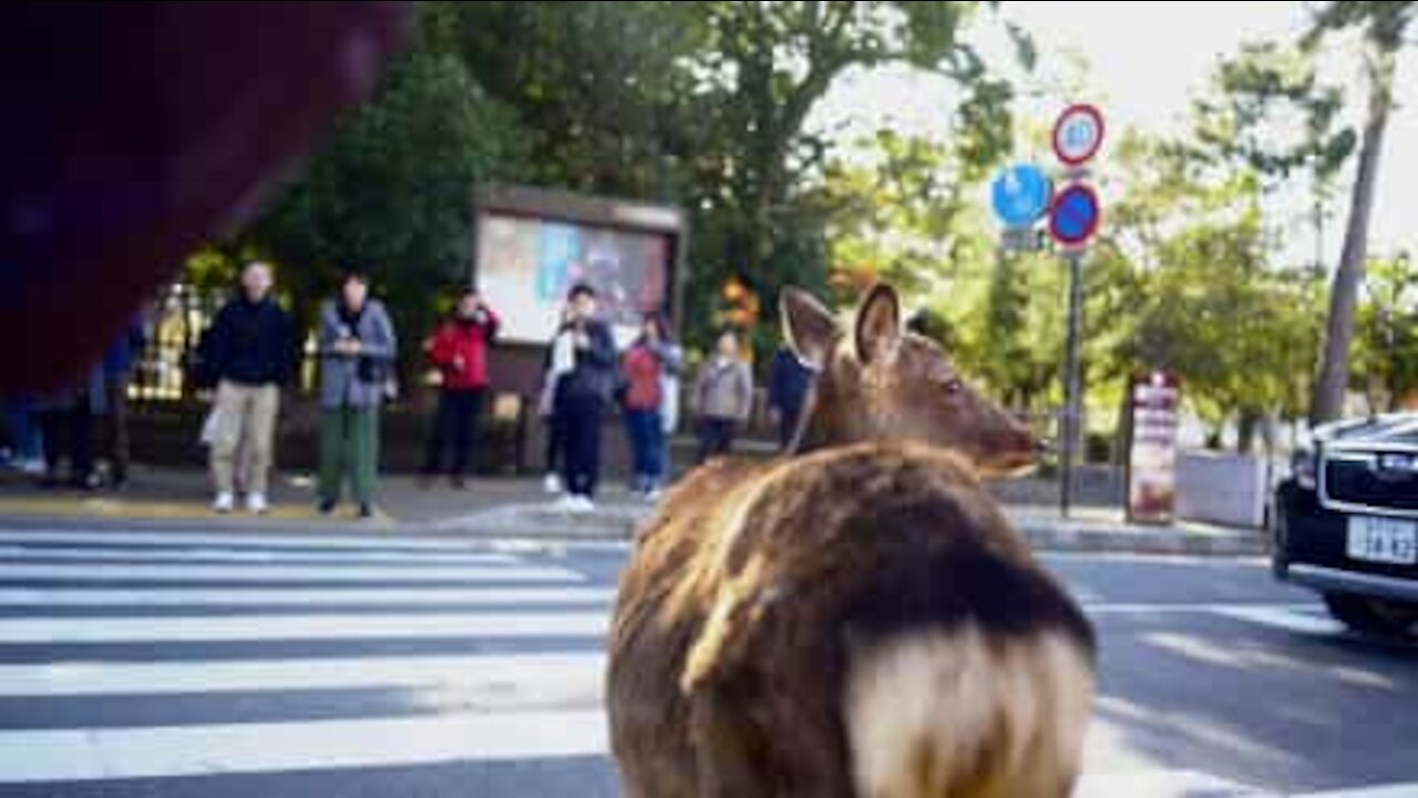 Bien élevé, ce cerf attend le feu vert pour traverser