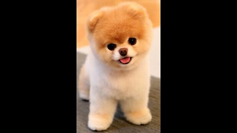 Cute puppy funny