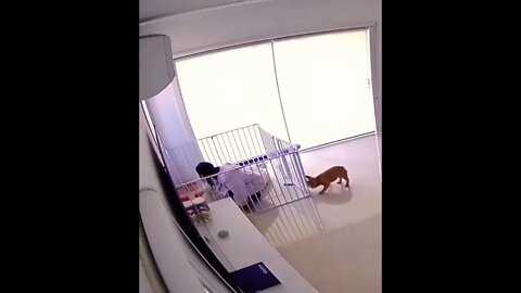 Oh how the tables have turned Linda…have fun getting out now! 😏😂🐶 #shorts #shortsfeed #clips
