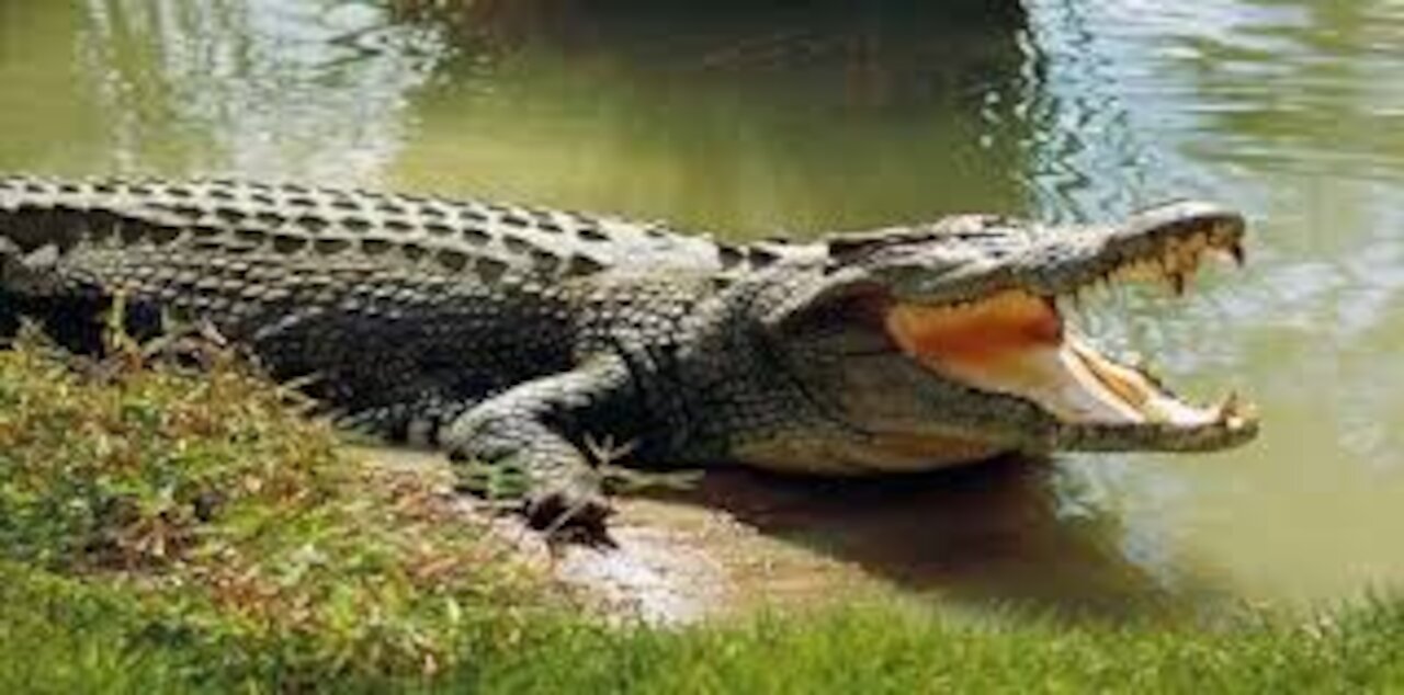 A short movie, someone overcomes a crocodile attacking and surprise here