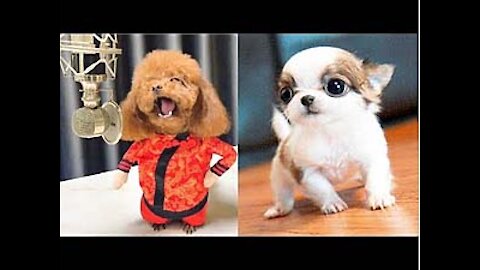 Cute Funny and Smart Dogs / Puppies Compilation - You WILL LAUGH