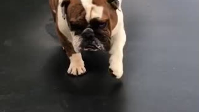 Pouting bulldog sadly sits on his trampoline