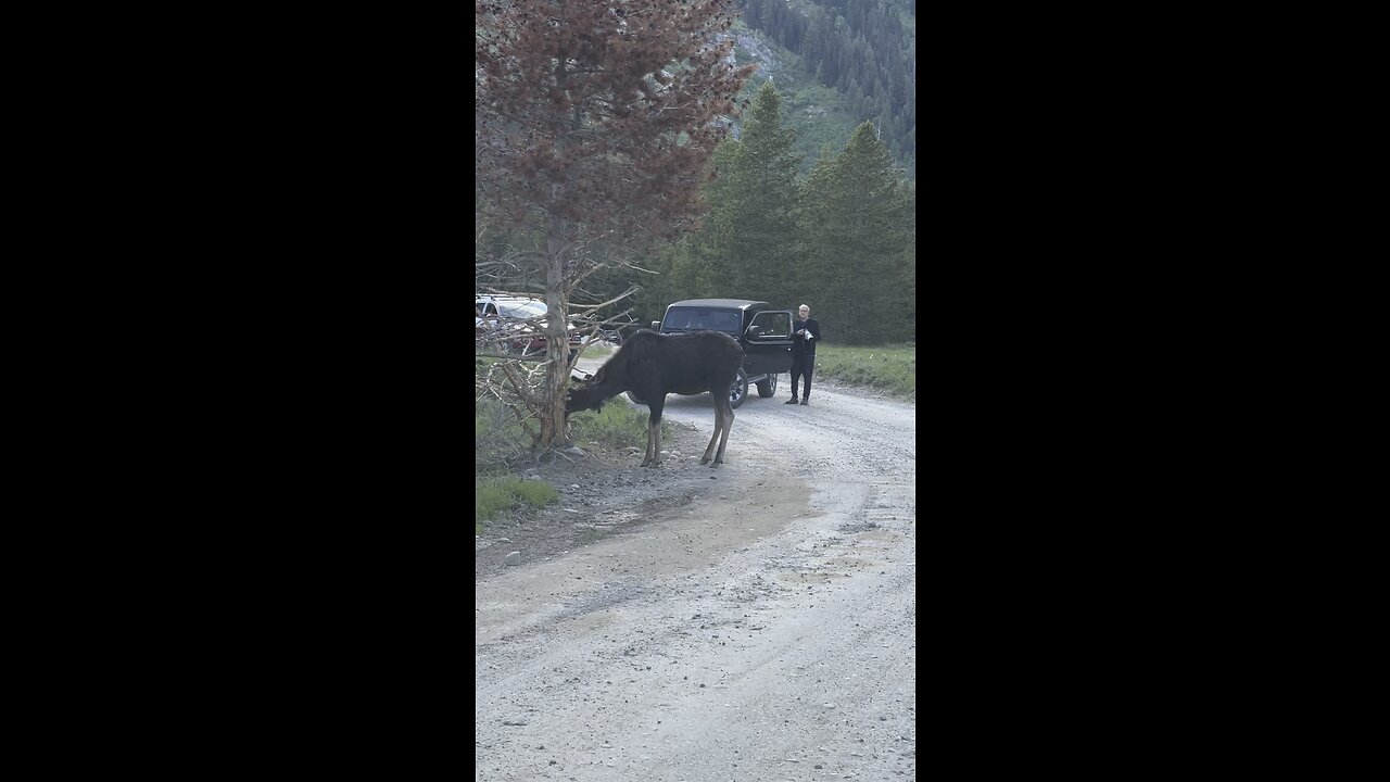 Tourist gets too close to moose