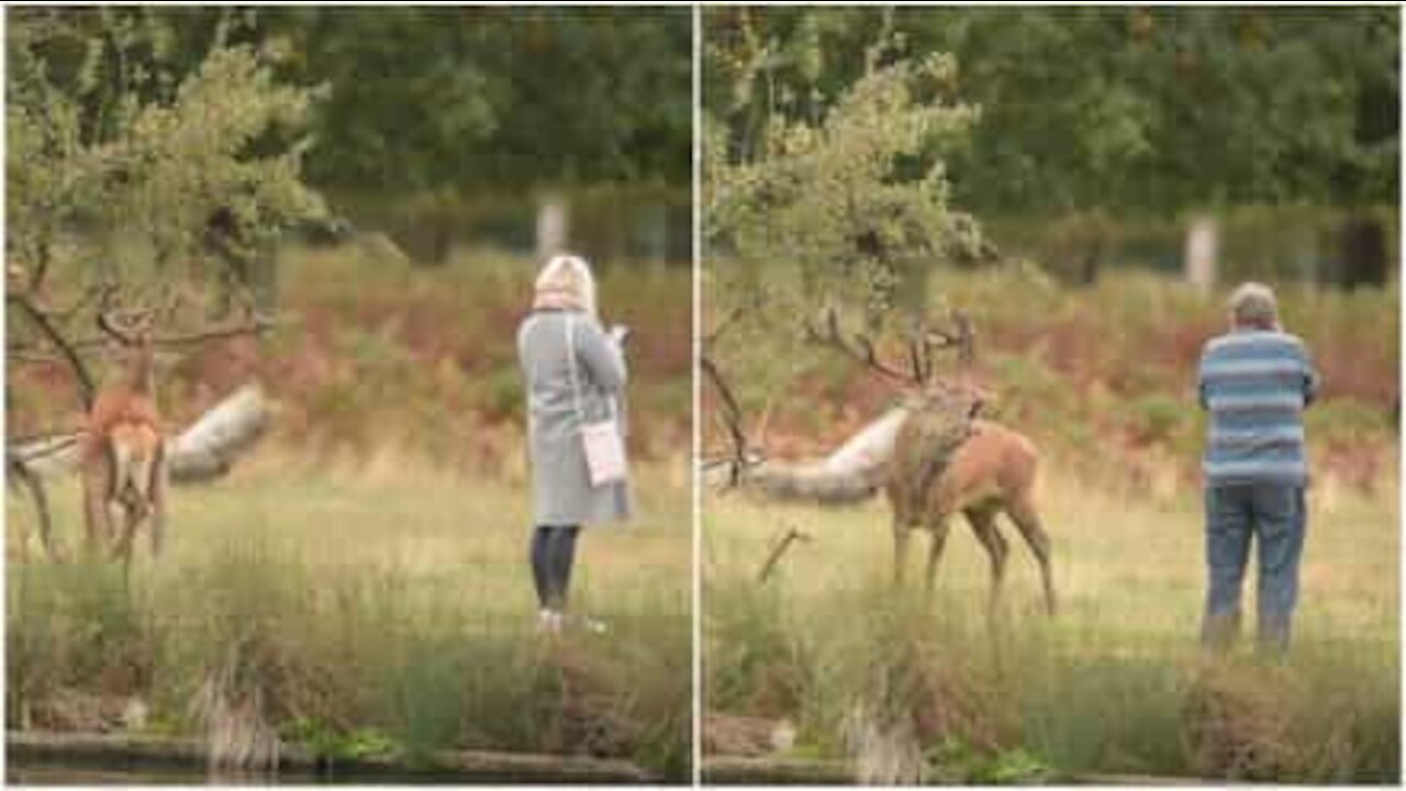 Turisti rischiano la vita per farsi un selfie con un cervo