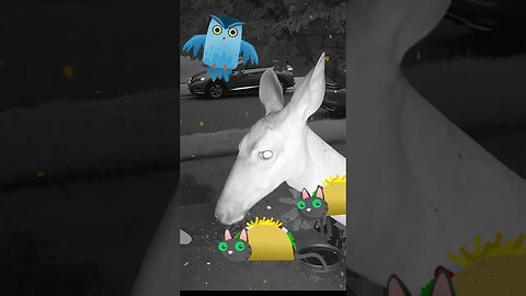 Taco Cats Visit! 😺😺 #TacoCat #Visits #TacoCats