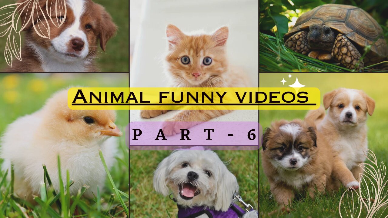 Cats and dogs funny videos compilation - Part 6