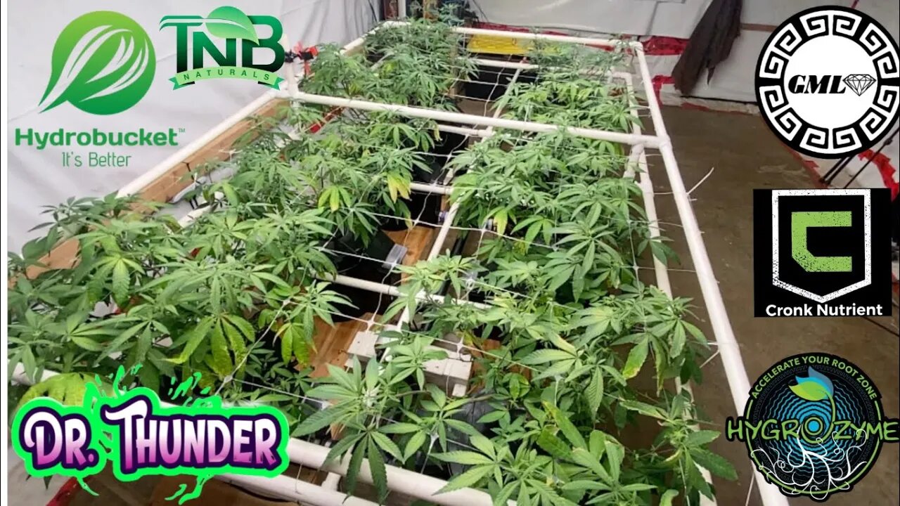 Week 3 flower Copycat Genetix Dr.Thunder under 2 @grandmasterlevel Master Bloom 6 red leds in rdwc