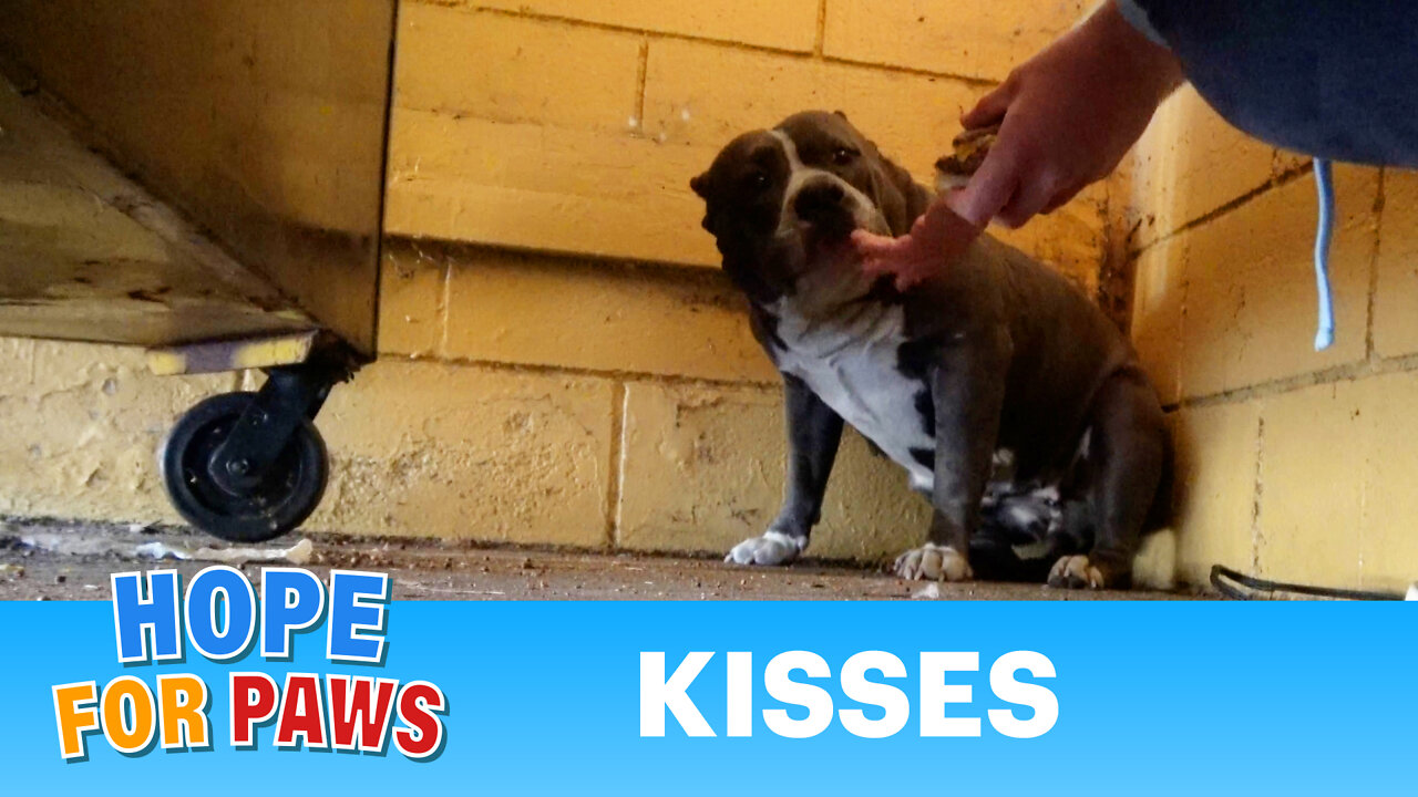 Abandoned Pit Bull finds refuge in a trash room behind a dumpster 💔