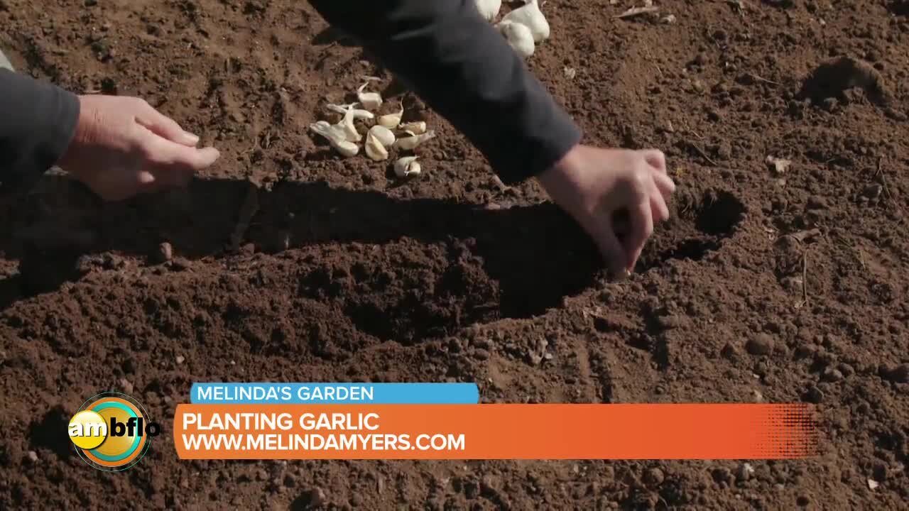 Melinda’s Garden Moment – planting garlic