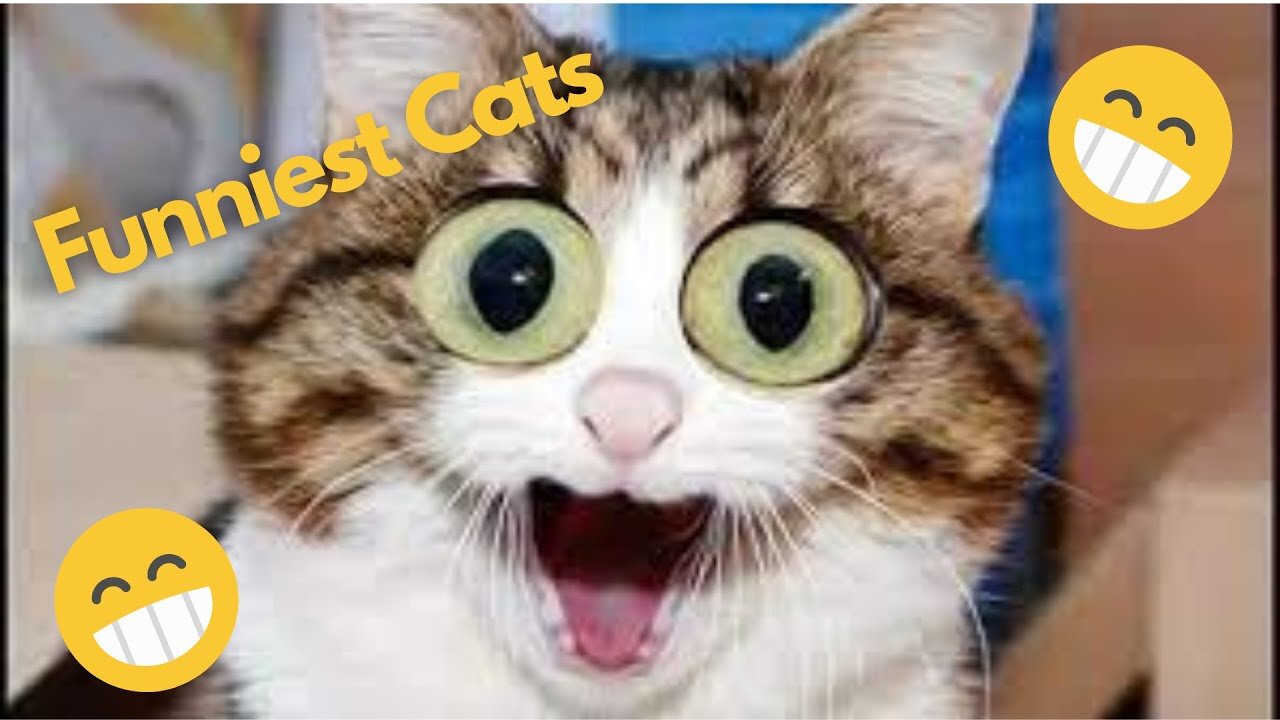 Funniest cats🐱In The World😂 Funny and Fails Pets Video #shorts #12 #cats #funny