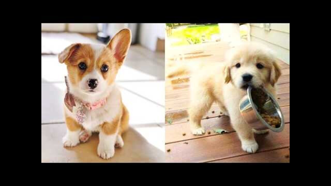 Cute Cavalier unsuccessfully initiates play with Newfie the cutest!