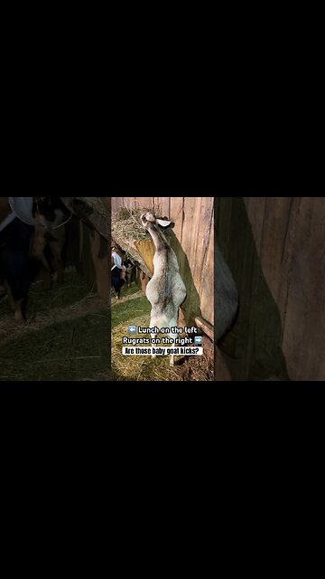 Or is she just REALLY chowing down? #shorts