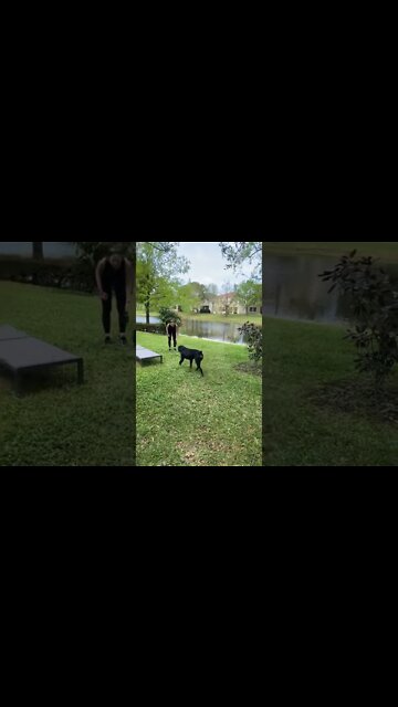 Training recall with Samson the Rottweiler