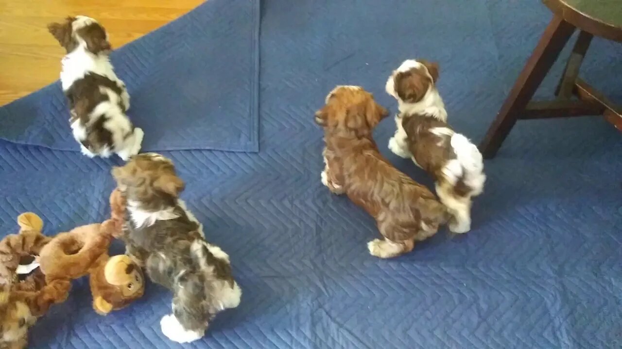 Puppies!!! September 8. 2019(3)