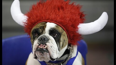 RedState Sports Report Bark Versus Beef for the SEC Championship