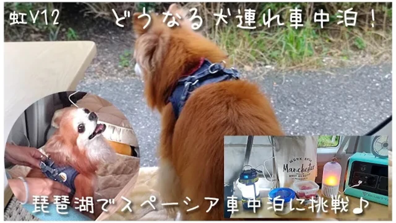 虹V12 保護犬コスモと人生初の車中泊（スペーシア）！びわ湖で真夏の車中泊に挑戦！