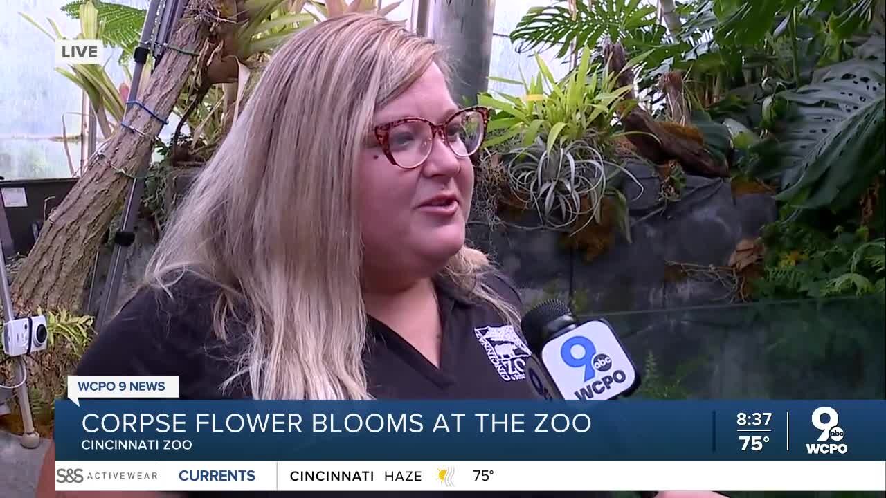 Corpse Flower Blooms