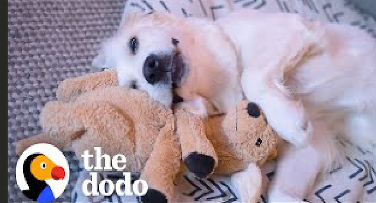 Puppy Becomes Best Friends With A Plush Dog Toy | The Dodo