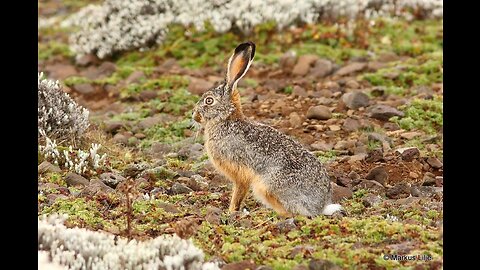 5 Fun Facts About The Ethiopian Highland Hare