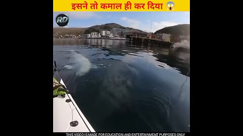 beluga whel
