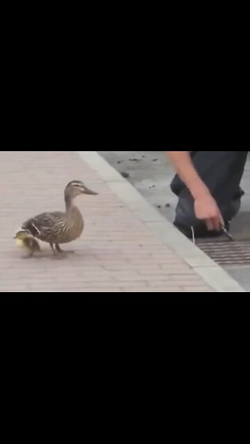Duckling Rescue
