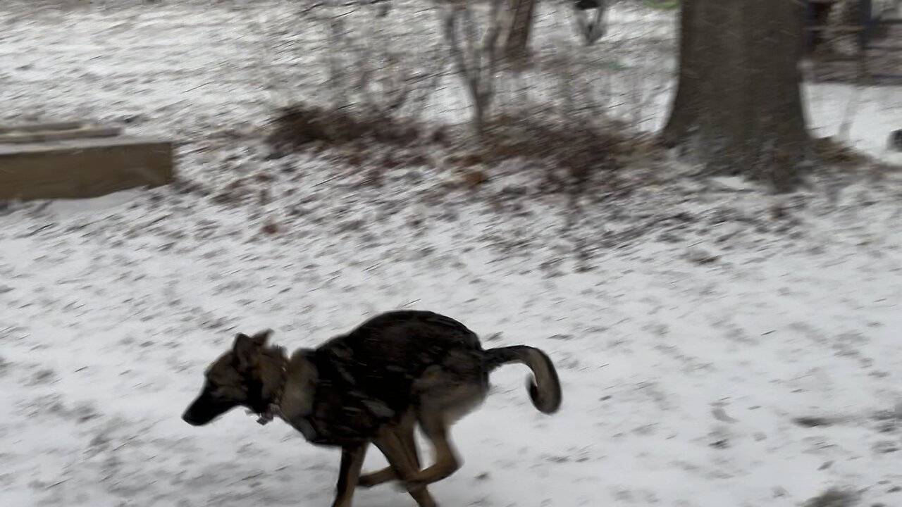 Sunami playing in her first snow