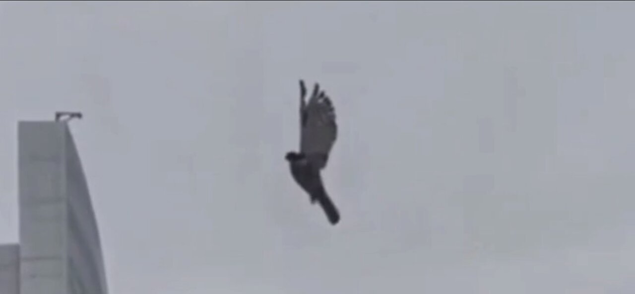 Live Bird Frozen In Mid-Air Aug. 6th , No Big Deal, Fire Dept. Attempt Rescue