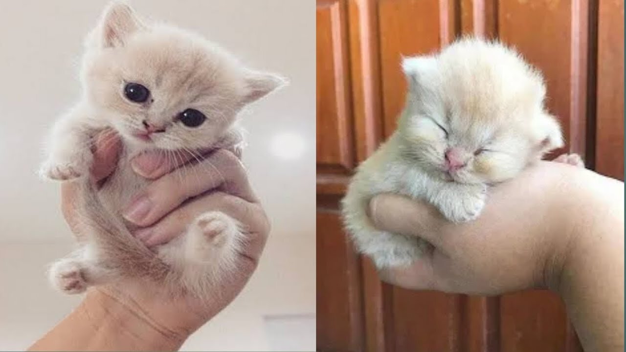 cute animals
