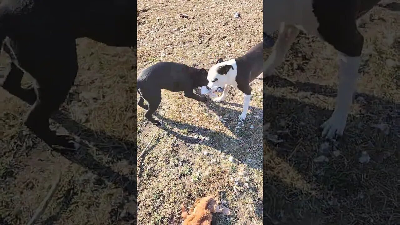 the funnest sock