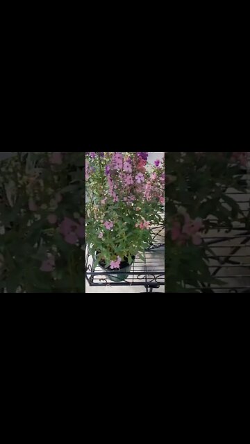 Greenville Garden Center Visit