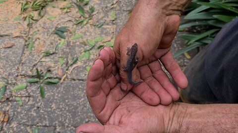 Gecko Australia Illawarra