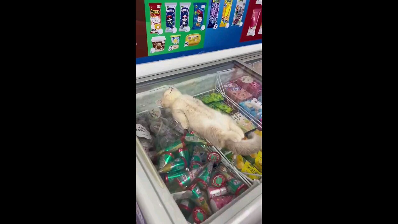 Cat chilling on Glass Top Deep Freezer