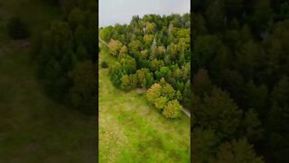 Overhead view of some trees 🌳