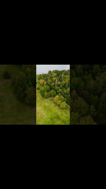 Overhead view of some trees 🌳