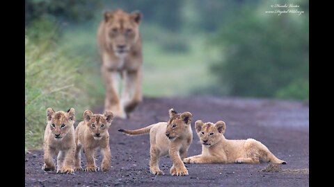 baby lions playing